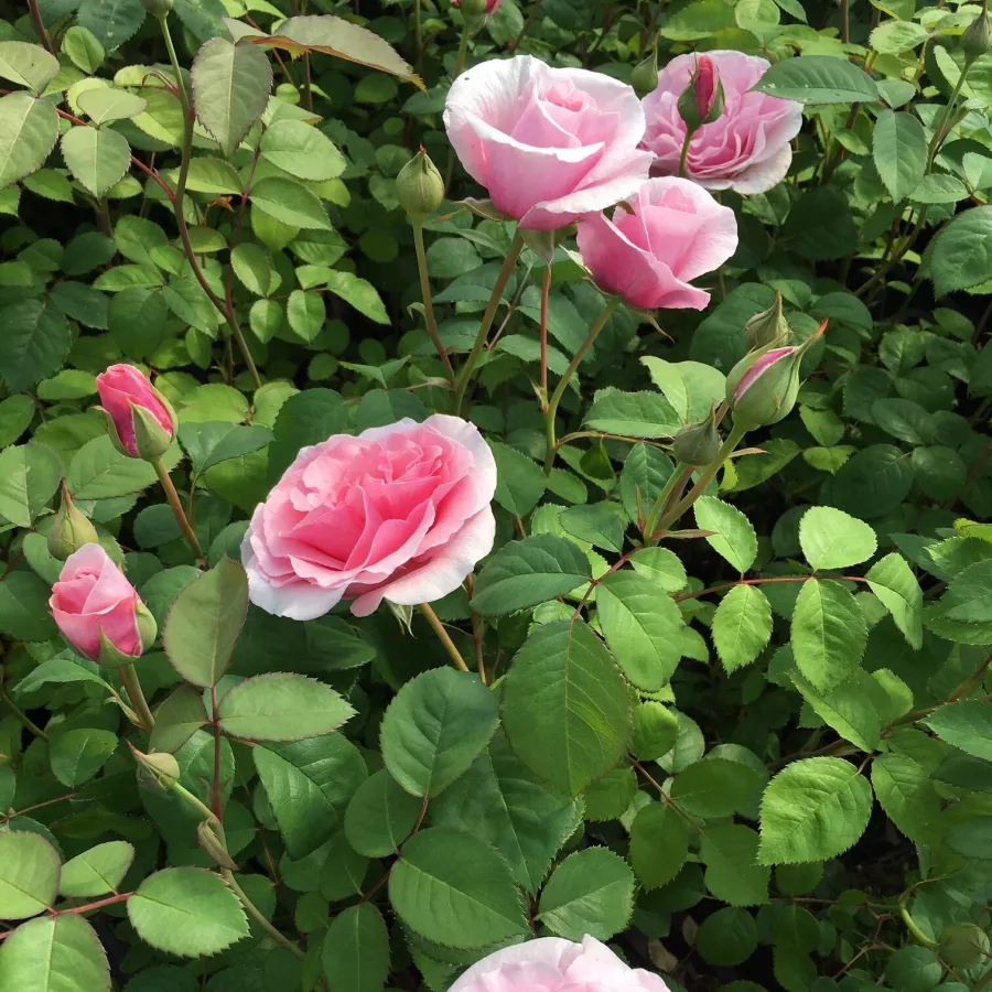 Telt virágú - Rózsa - Princess Claire of Belgium - online rózsa vásárlás