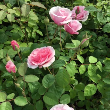 Różowy - róża rabatowa grandiflora - floribunda - róża o dyskretnym zapachu - zapach moreli