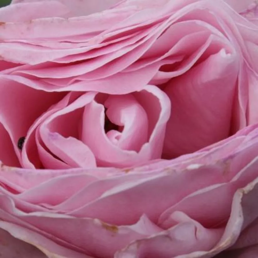 VISbonpa - Róża - Princess Claire of Belgium - róże sklep internetowy