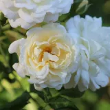 Fehér - parkrózsa - Online rózsa vásárlás - Rosa Taxandria - diszkrét illatú rózsa - pézsma aromájú