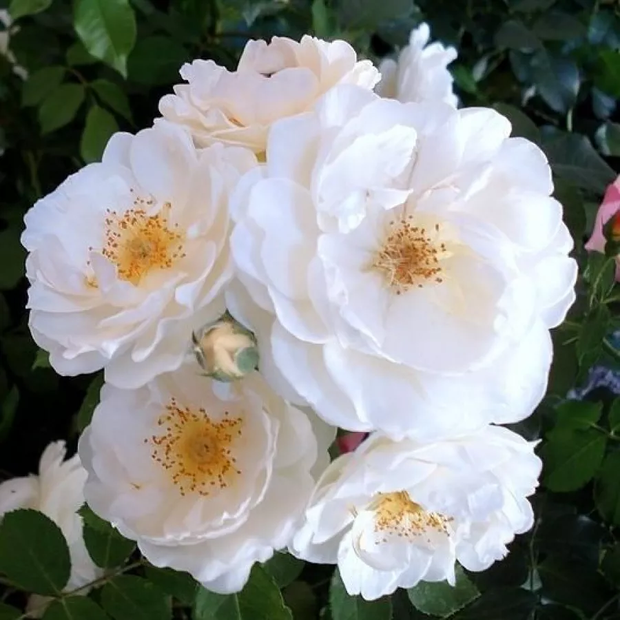 Blanco - Rosa - Taxandria - Comprar rosales online