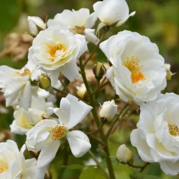 Rosa Taxandria - blanco - rosales arbustivos