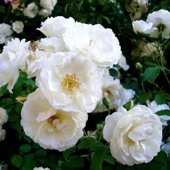 Fehér - as - diszkrét illatú rózsa - pézsma aromájú