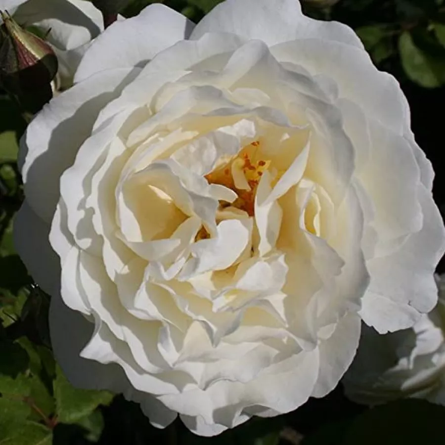 Csokros - Rózsa - Taxandria - Kertészeti webáruház