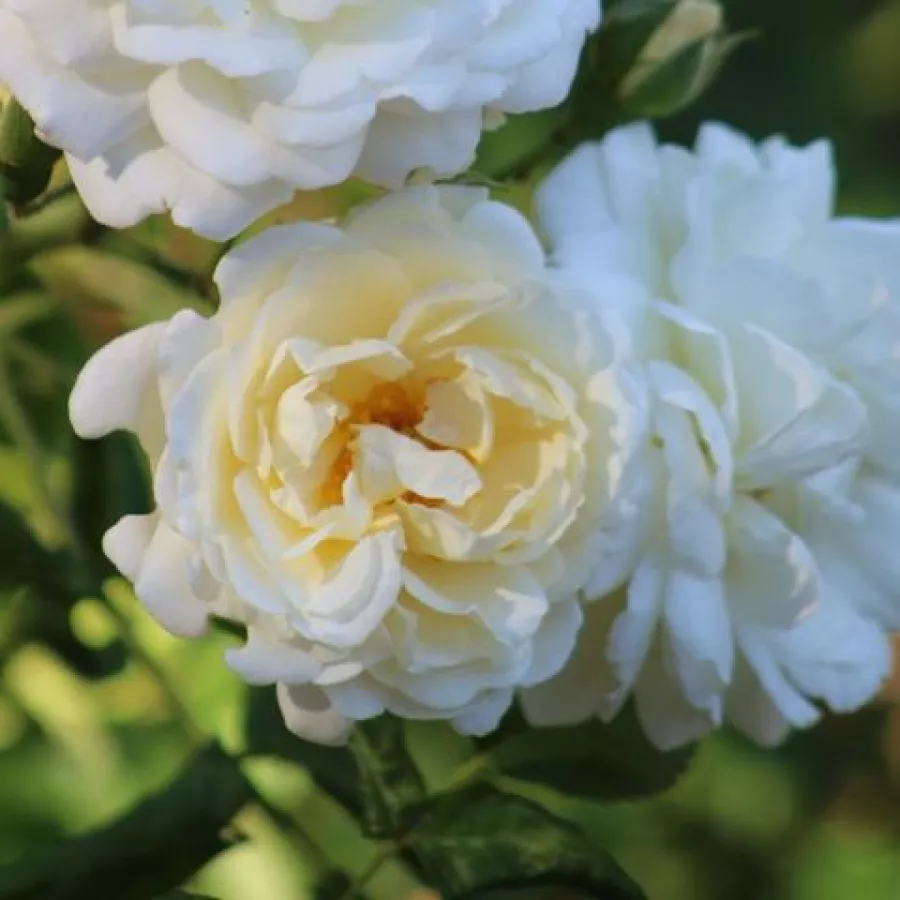 Weiß - Rosen - Taxandria - rosen online kaufen