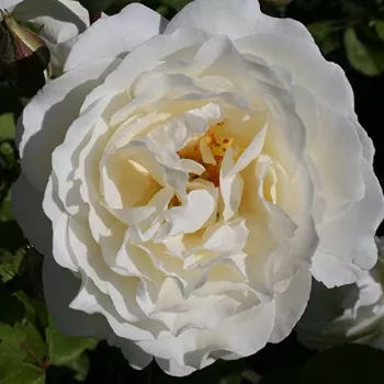 Rózsák webáruháza. - parkrózsa - fehér - Taxandria - diszkrét illatú rózsa - pézsma aromájú - (120-150 cm)