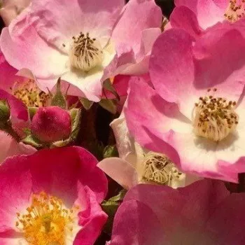 Online rózsa kertészet - rózsaszín - virágágyi floribunda rózsa - Sirona - diszkrét illatú rózsa - szegfűszeg aromájú - (80-100 cm)