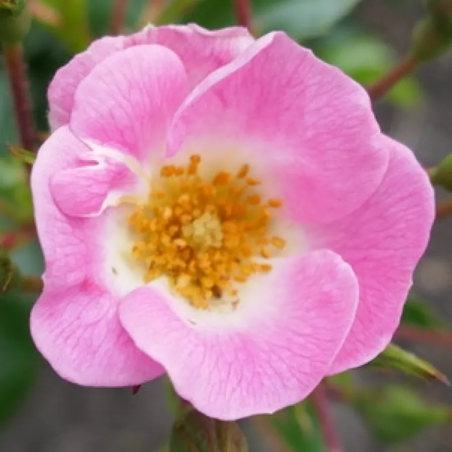Virágágyi floribunda rózsa - Rózsa - Sirona - Online rózsa rendelés