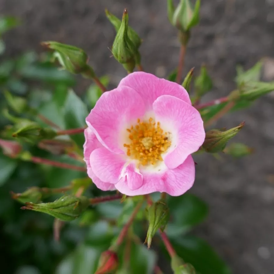 Ploščata - Roza - Sirona - vrtnice online