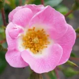 Rózsaszín - diszkrét illatú rózsa - szegfűszeg aromájú - virágágyi floribunda rózsa - Rosa Sirona - Online rózsa rendelés