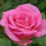 Rózsaszín - teahibrid rózsa - Online rózsa vásárlás - Rosa Beverly® - intenzív illatú rózsa - kajszibarack aromájú