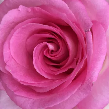 Rózsa kertészet - rózsaszín - teahibrid rózsa - Beverly® - intenzív illatú rózsa - kajszibarack aromájú - (80-100 cm)