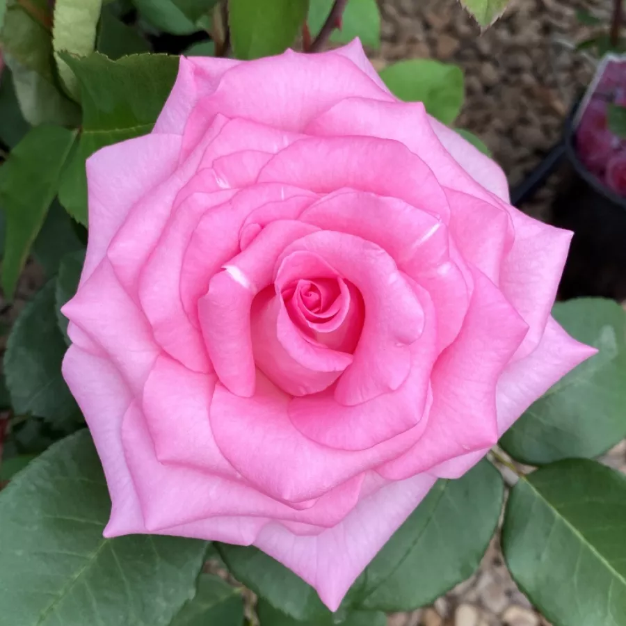 Rose Ibridi di Tea - Rosa - Beverly® - Produzione e vendita on line di rose da giardino