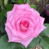 čajohybrid - ružová - intenzívna vôňa ruží - marhuľa - Rosa Beverly® - Ruže - online - koupit