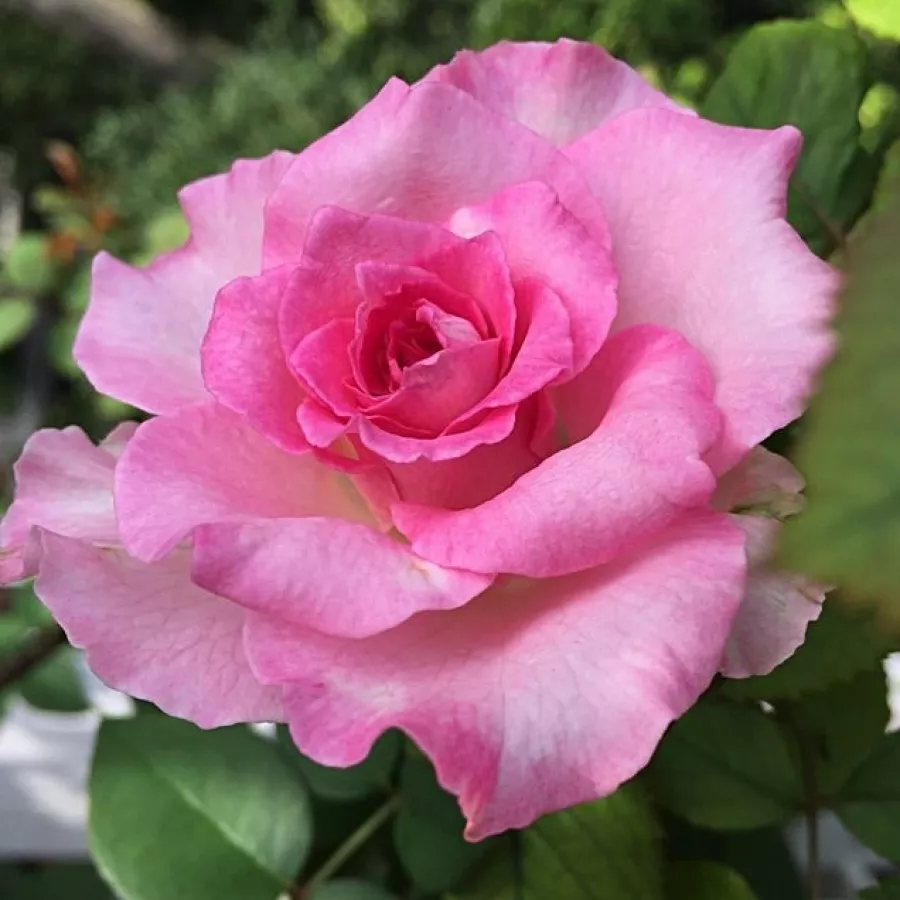 Różowy - Róża - Beverly® - Szkółka Róż Rozaria