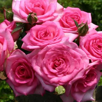 Rosa Beverly® - rose - Rosiers hybrides de thé