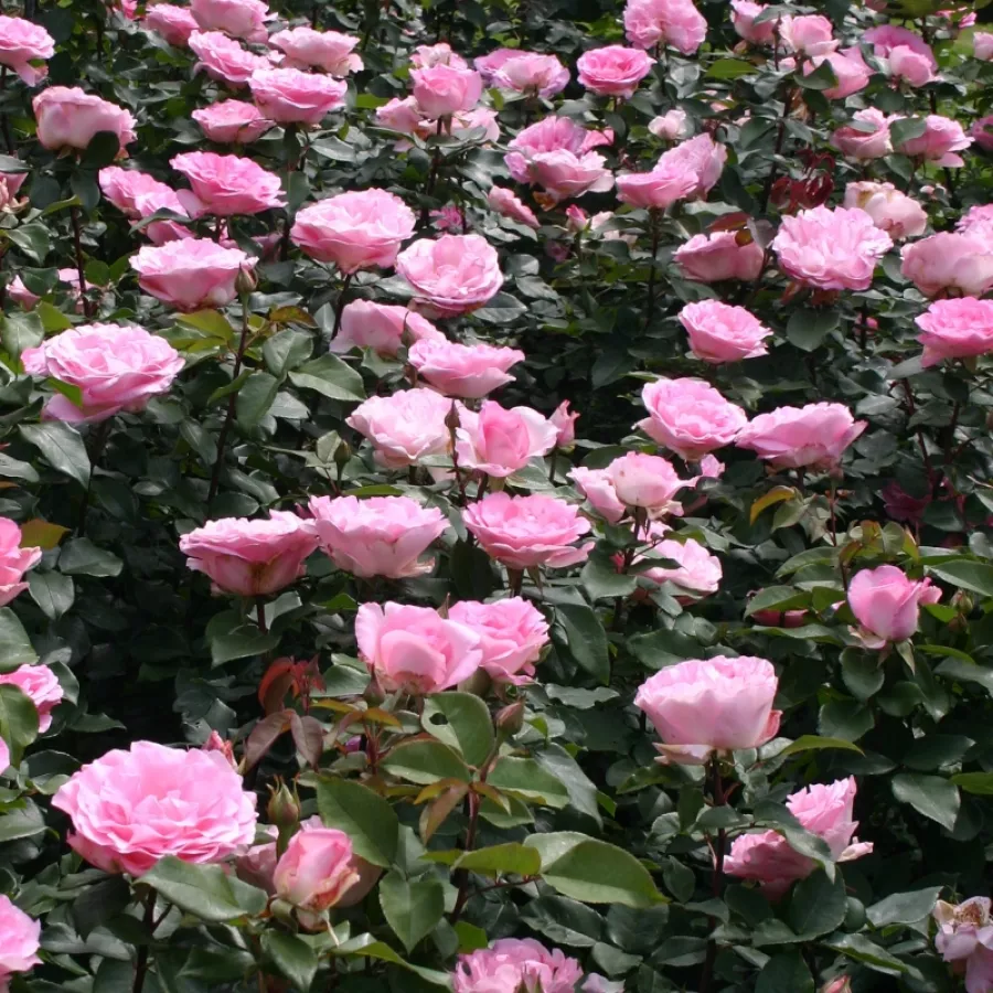 KORpauvio - Róża - Beverly® - Szkółka Róż Rozaria