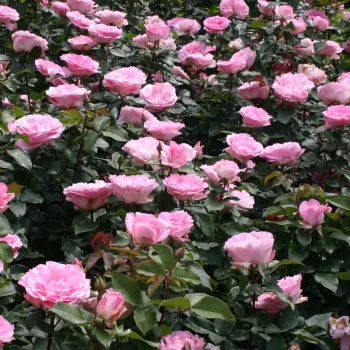Rózsaszín - teahibrid rózsa   (80-100 cm)