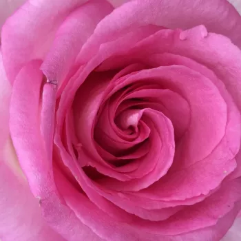 Ružová - školka - eshop  - čajohybrid - ružová - intenzívna vôňa ruží - marhuľa - Beverly® - (80-100 cm)