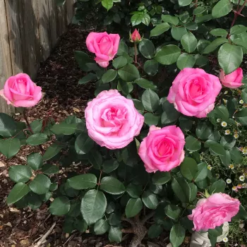 Różowy - róża pienna - Róże pienne - z kwiatami hybrydowo herbacianymi