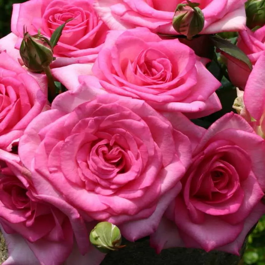 Trandafiri hibrizi Tea - Trandafiri - Beverly® - răsaduri și butași de trandafiri 