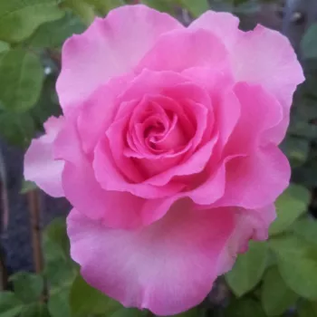 Rosa Beverly® - roz - Trandafiri hibrizi Tea