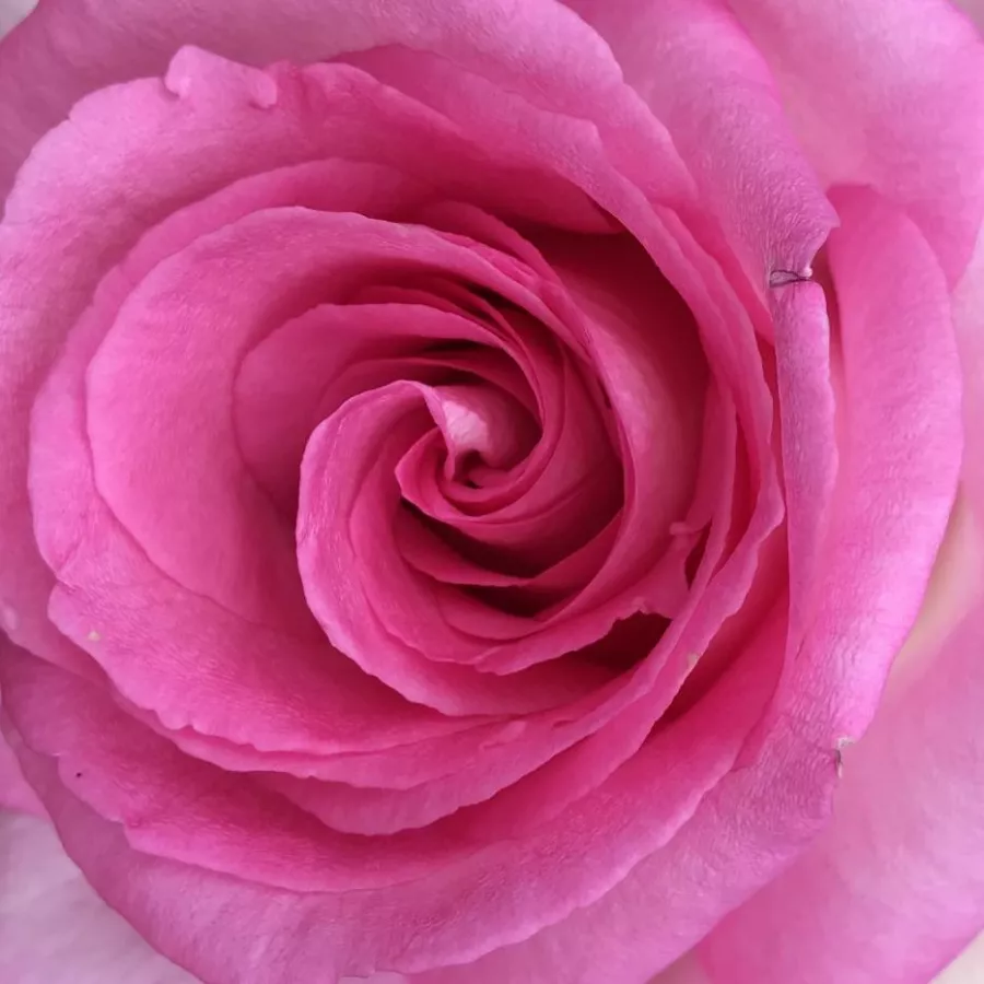 KORpauvio - Trandafiri - Beverly® - răsaduri și butași de trandafiri 