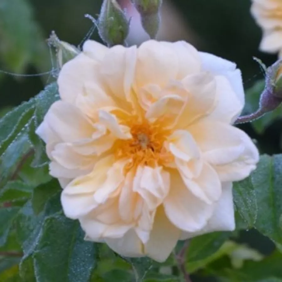 Rambler, kúszó rózsa - Rózsa - Alister Stella Gray - online rózsa vásárlás