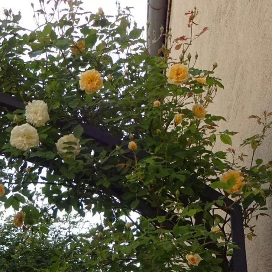 Rambler, róża pnąca - Róża - Alister Stella Gray - sadzonki róż sklep internetowy - online