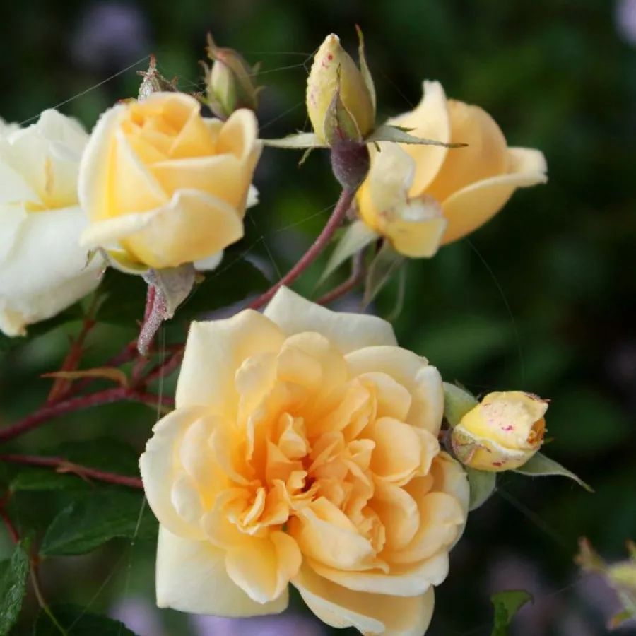 Rose mit mäßigem duft - Rosen - Alister Stella Gray - rosen online kaufen
