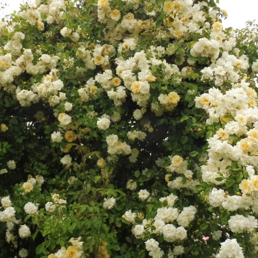 Tömvetelt virágú - Rózsa - Alister Stella Gray - online rózsa vásárlás
