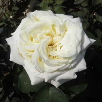 Rózsa rendelés online - fehér - teahibrid rózsa - Andreas Khol - diszkrét illatú rózsa - kajszibarack aromájú - (80-100 cm)