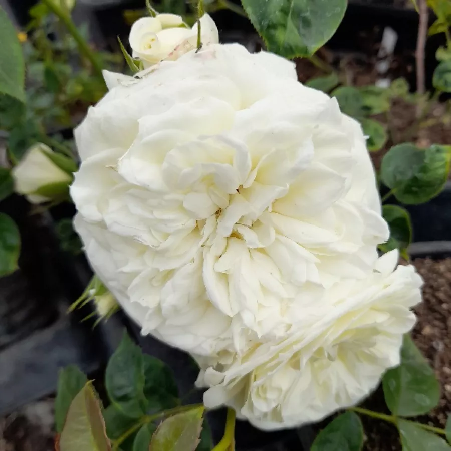 Róża o dyskretnym zapachu - Róża - Andreas Khol - sadzonki róż sklep internetowy - online