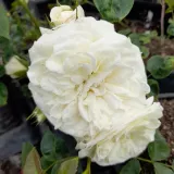 Rosales híbridos de té - blanco - Rosa Andreas Khol - rosa de fragancia discreta - albaricoque