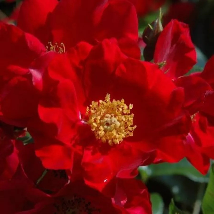 Jarko crvena - Ruža - Alsace - naručivanje i isporuka ruža