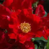 Virágágyi floribunda rózsa - diszkrét illatú rózsa - - - kertészeti webáruház - Rosa Alsace - vörös