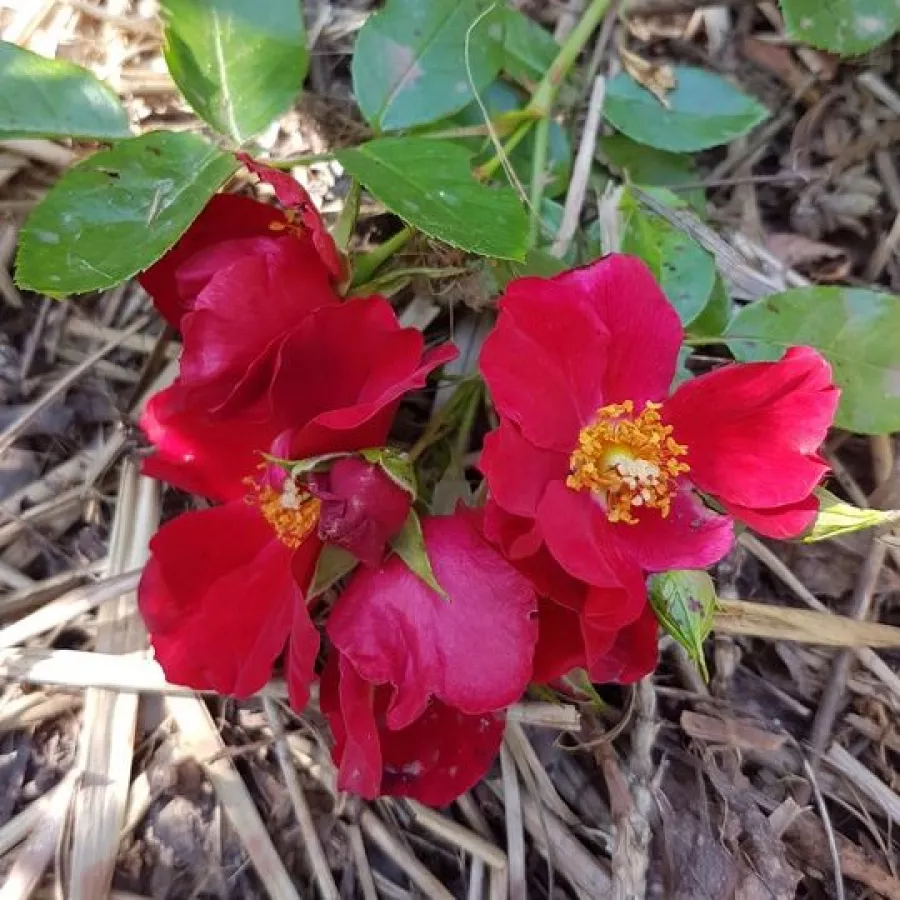 Róża rabatowa floribunda - Róża - Alsace - sadzonki róż sklep internetowy - online