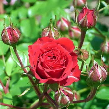 Rosa Alsace - rojo - rosales floribundas