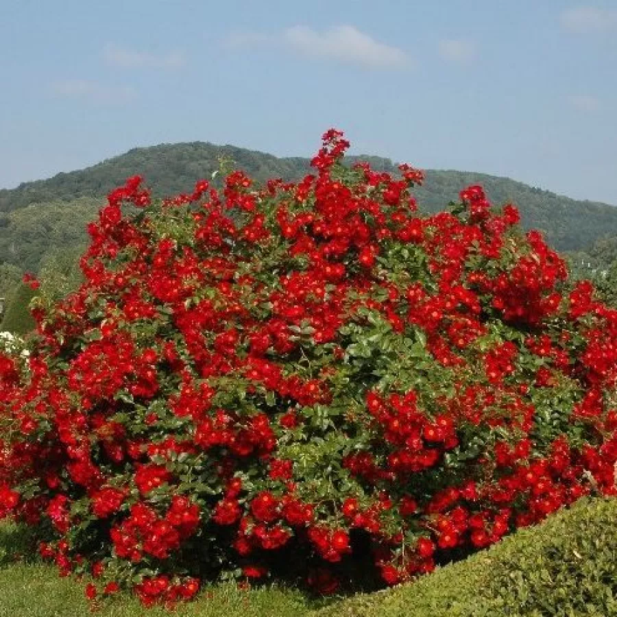 Bukietowe - Róża - Alsace - sadzonki róż sklep internetowy - online
