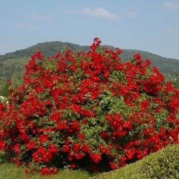 Rdeča - vrtnica floribunda za cvetlično gredo - diskreten vonj vrtnice - -