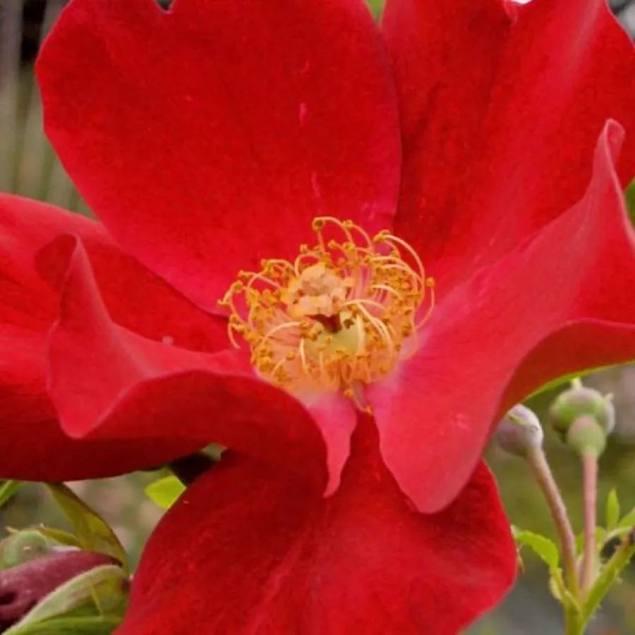 Paul Pekmez - Róża - Alsace - sadzonki róż sklep internetowy - online