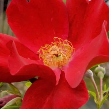 Rózsák webáruháza. - vörös - Alsace - virágágyi floribunda rózsa - diszkrét illatú rózsa - - - (80-100 cm)