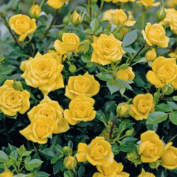In einem tiefen, satten Goldgelb gehaltene, gleichmäßig gefärbte Blütenblätter. - zwergrose, minirose - sehr schwach, kaum wahrnehmbar duftende Rose - fein süßlich