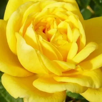 Der rosen-webshop. - gold-gelb - sehr schwach, kaum wahrnehmbar duftende Rose - Tanledolg - zwergrose, minirose - (35-45 cm)
