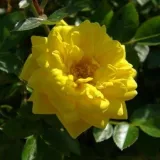 Patuljasta - mini ruža - bezmirisna ruža - sadnice ruža - proizvodnja i prodaja sadnica - Rosa Tanledolg - žuta