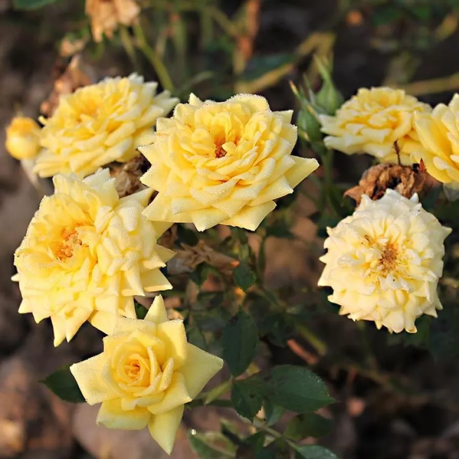 Pritlikava - miniaturna vrtnica - Roza - Tanledolg - vrtnice online