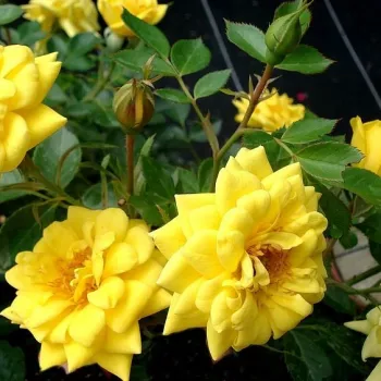 Rosa Tanledolg - sárga - törpe - mini rózsa