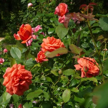 SOYEUSE DE LYON – narancs teahibrid rózsa - Ducher