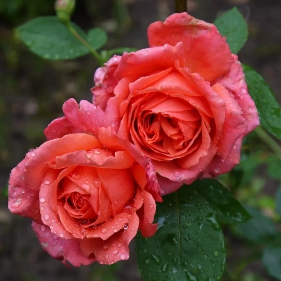 Naranja - Rosa - Soyeuse de Lyon - comprar rosales online