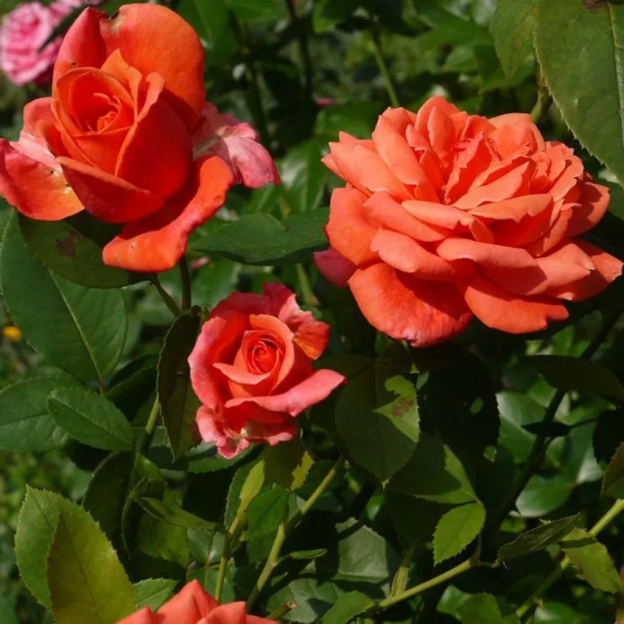 Rosales híbridos de té - Rosa - Soyeuse de Lyon - comprar rosales online